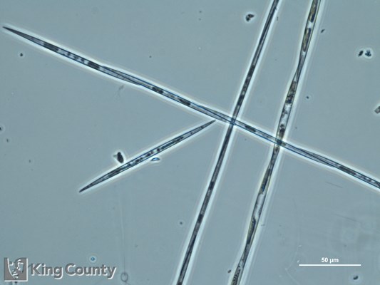 Photo of Pseudo-nitzschia spp. (large-celled)
